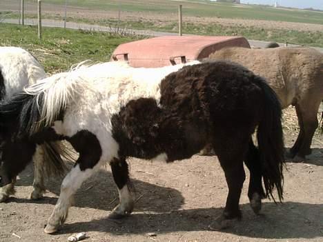 Shetlænder bella (solgt) billede 5