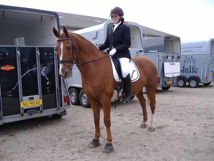 Hollandsk Varmblod OLEANDER - udf. frabedes! - Farsø d. 23. Sep2007<3 [Fotograf: Ellen - Mor] billede 8