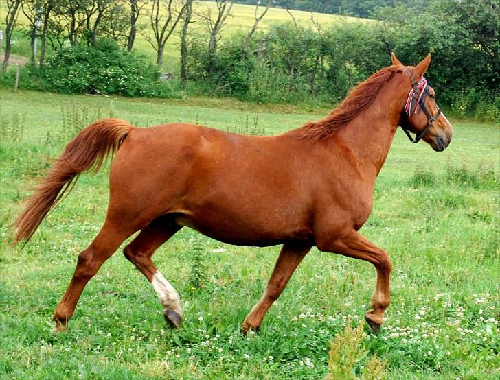 Hollandsk Varmblod OLEANDER - udf. frabedes! - Ole på marken juli 2010 billede 1