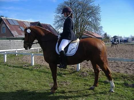 Hollandsk Varmblod OLEANDER - udf. frabedes! - Ole og jeg i NIR den 14. April07.  billede 9