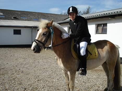 Haflinger Balder Gl. Halvpart - Min allerførste 3 plads i 50 cm :D billede 8