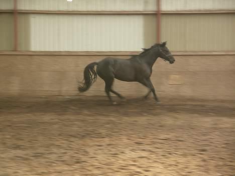Dansk Varmblod Tovdal´s santana billede 9