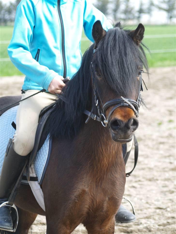 Dartmoor Beauty Star Rice  - Velkommen til Beautys profil :o) ....  billede 1