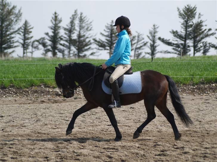 Dartmoor Beauty Star Rice  - Træning hjemme på banen d. 2 Maj.. Foto: Mie Windnig billede 6