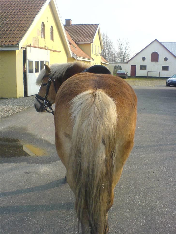 Haflinger Sille [ Tidl. pony ] * SAVN!* - silles skønne numse? d;  billede 20