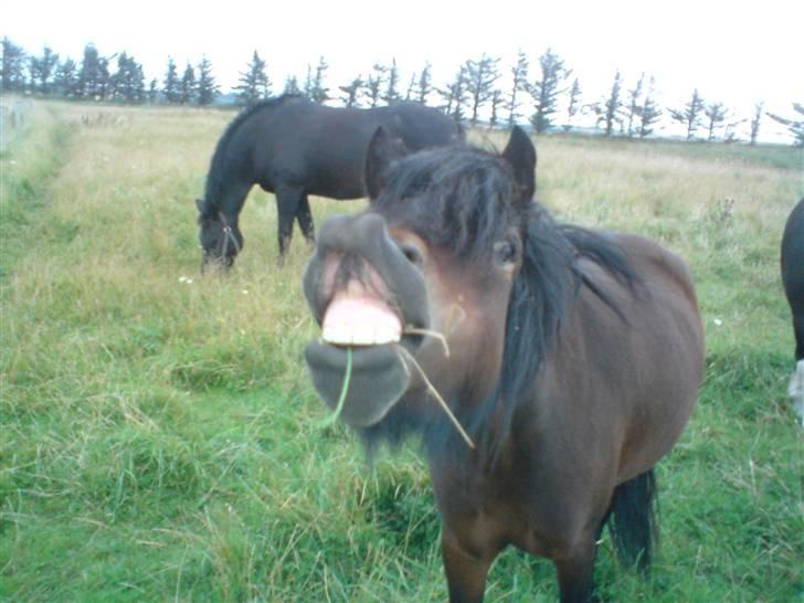 Dartmoor Beauty Star Rice  - hihi hun er da nuttet :) billede 9