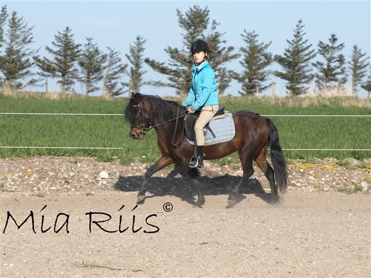 Dartmoor Beauty Star Rice  - Træning på banen.. Foto: Mia Riis billede 10