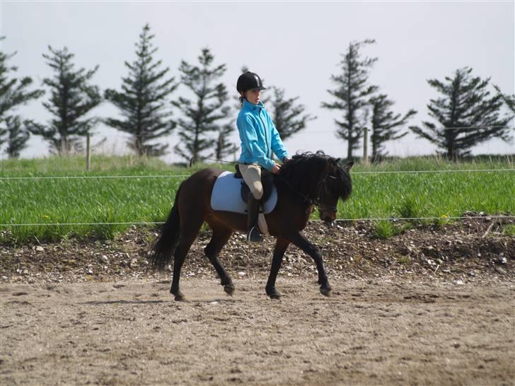 Dartmoor Beauty Star Rice  - Træning den 2 Maj... Foto: Mie Winding  billede 12
