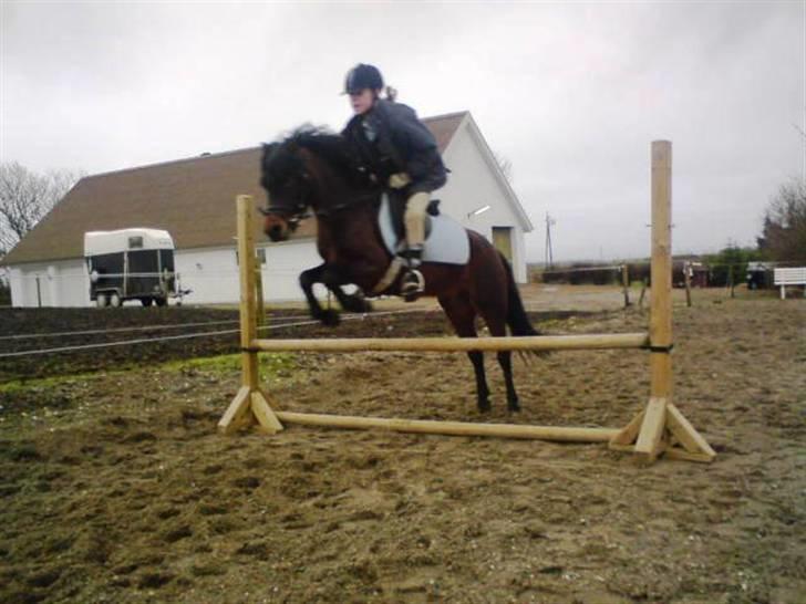 Dartmoor Beauty Star Rice  - Ida og beauty springer "højt" første gang :o) billede 13