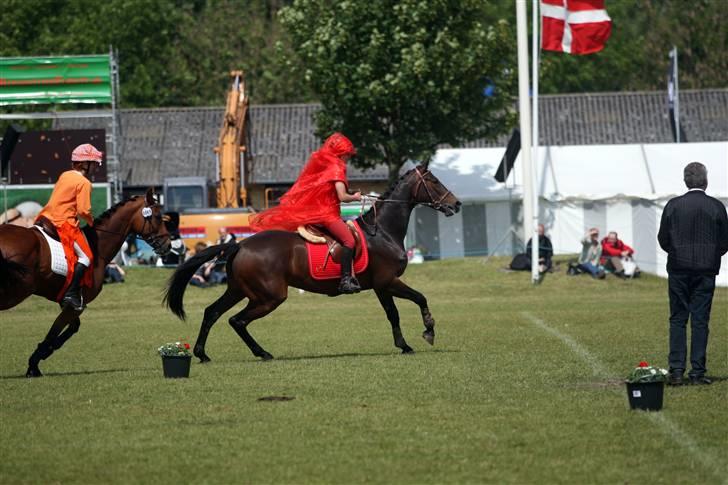 Dansk Varmblod Højbo´s Chana - 14) Lidt fuldblod er der i Chana :-P billede 14