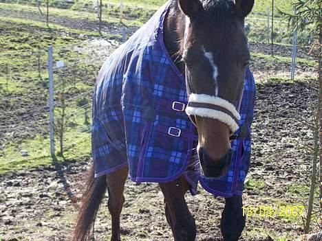 Fuldblod (XX) Nan Greaves - her er jeg så! nyderdet gode vejr, selvom det stadig var lidt koldt på det tidspunkt.  billede 2