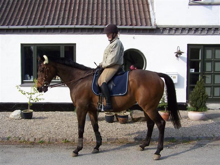 Fuldblod (XX) Nan Greaves - du er den bedste, smukkeste og dejligste hest ever!!! elsker dig billede 9