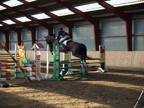 Dansk Varmblod Dinétt Stengaard *SOLGT* billede 19