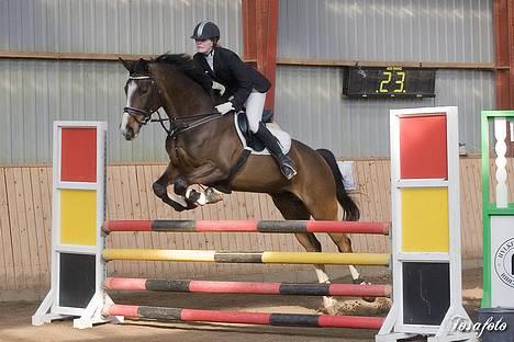 Dansk Varmblod Dinétt Stengaard *SOLGT* billede 20