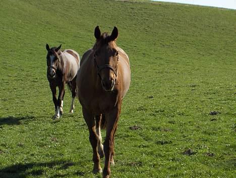 Dansk Varmblod Midtgaardens Fantana billede 13