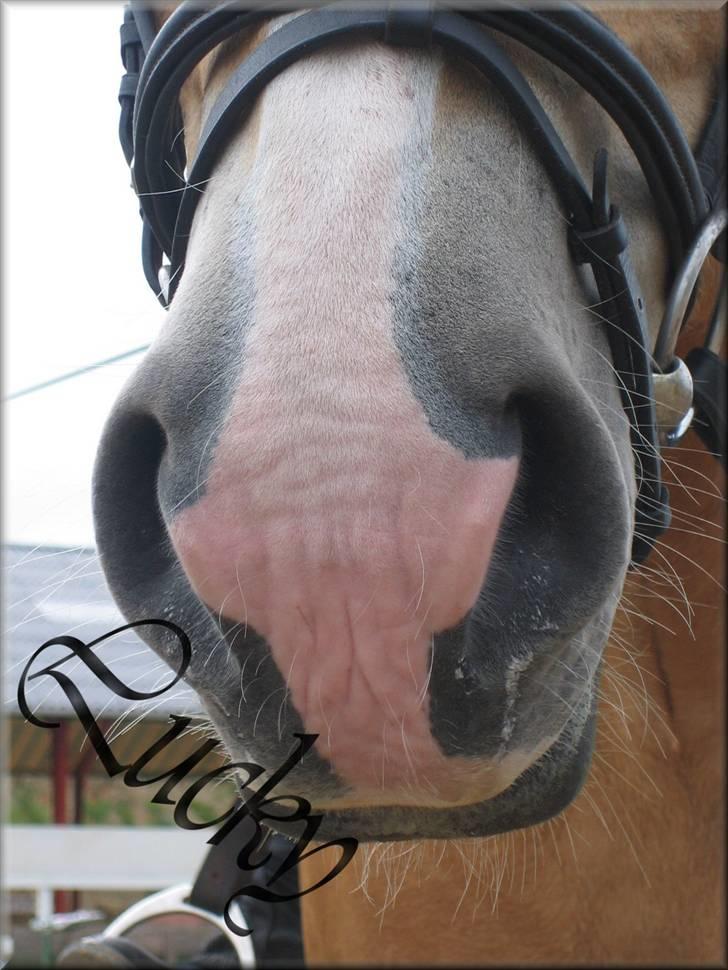 Haflinger Lucky - foto: mor billede 1