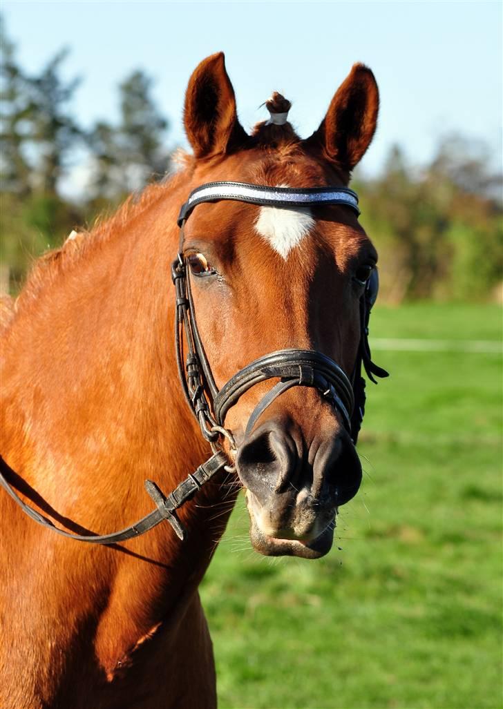 Anden særlig race fighter <3 billede 1