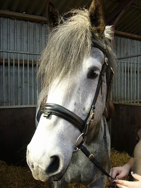 Anden særlig race Beauty  - Beauty (og mine hænder) lige inden vi skal ud og ride (Foto: Eva B) billede 1