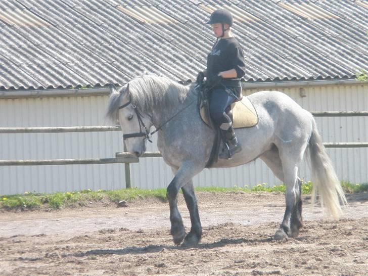 Anden særlig race Beauty  - Buti og jeg er ved at øve os i piaffe, det går faktisk okay (foto: Søs min!) billede 2