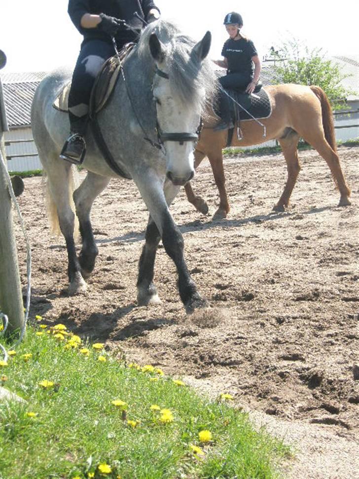 Anden særlig race Beauty  - Drømmehesten ! Vi er for nogle måneder siden begyndt at ride med helt løse tøjler! (foto: Søs min!) billede 6