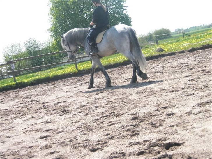 Anden særlig race Beauty  - Buti og jeg der skridter x] mit lille æsel <33 (foto: Søs min!) billede 9