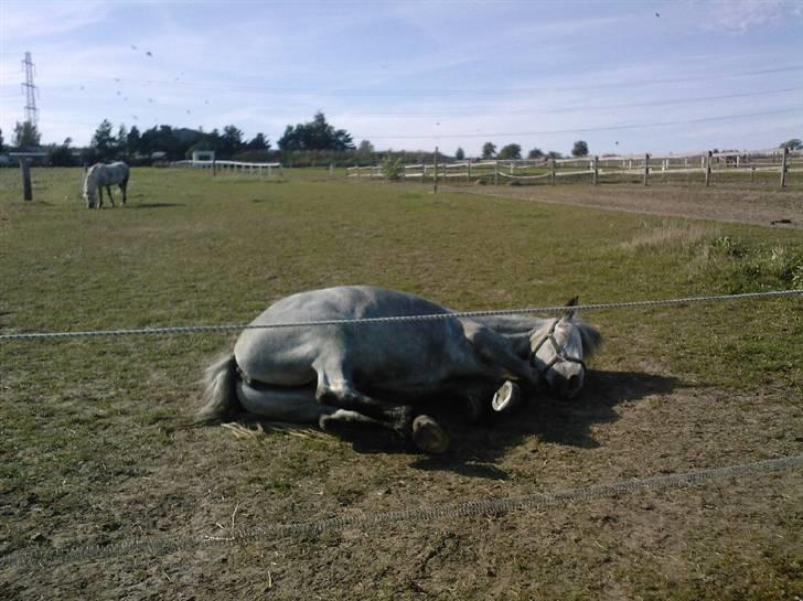 Anden særlig race Beauty  - Khhhh... jeg havde lige striglet hende -.-´ (foto: mig / min telefon) billede 10