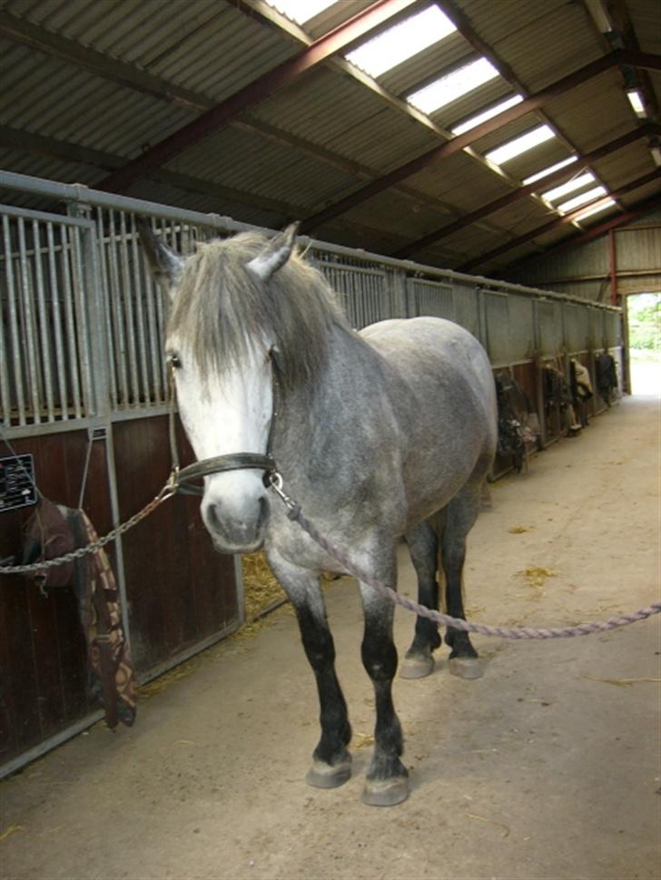 Anden særlig race Beauty  - Smukke Lille B på staldgangen 3. Juni 2007 :) (Foto: Mig xD) billede 12