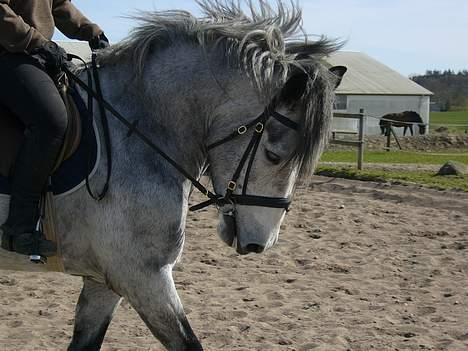 Anden særlig race Beauty  - Beauty´s smukke hoved :) (Foto: Eva B) billede 14