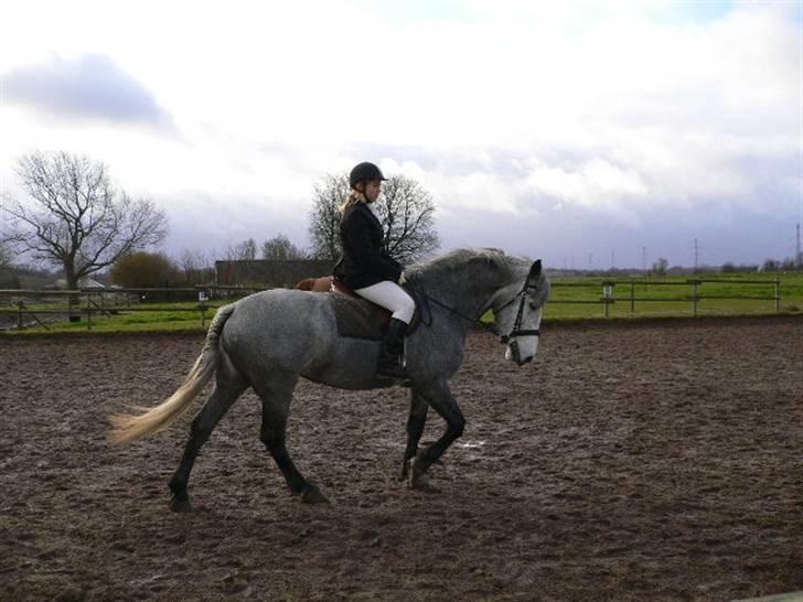 Anden særlig race Beauty  - Beauty og mig på opvarmningsbanen sidste gang vi red stævne ^^ (foto: Min mor) billede 17