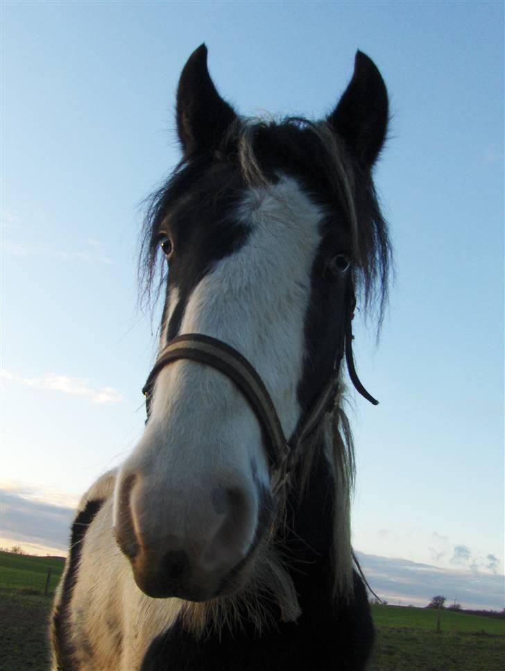 Irish Cob Arwen Irish Aloud - Velkommen til Arwens profil.. :b billede 1