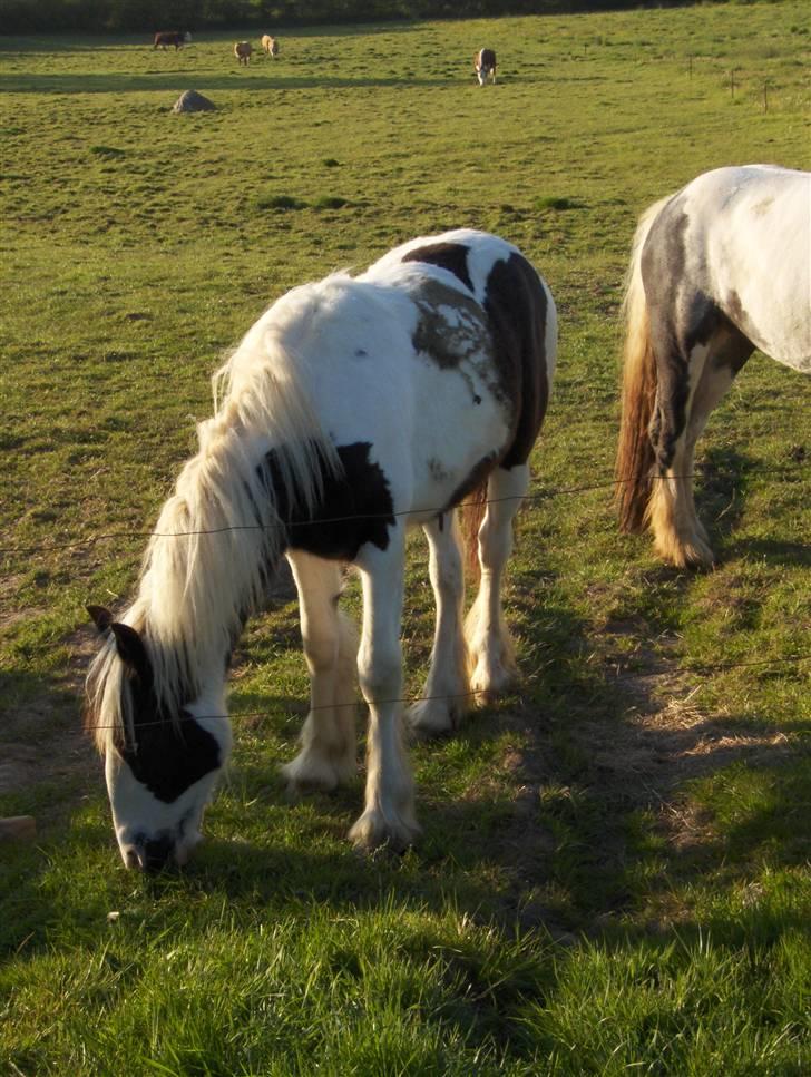 Irish Cob Arwen Irish Aloud - *Nyt* billede 2