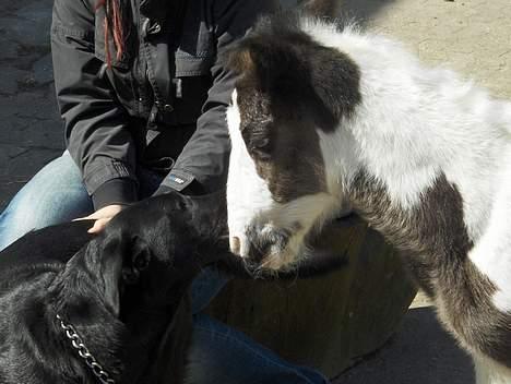 Irish Cob Arwen Irish Aloud - Arwen og Maja.. billede 3