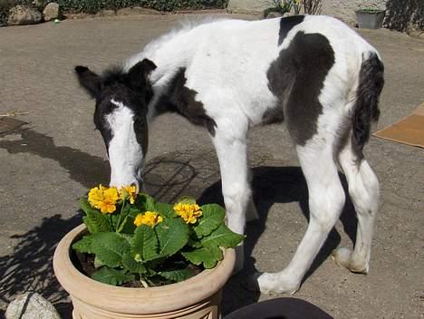Irish Cob Arwen Irish Aloud - Elsker dettte billede... billede 4