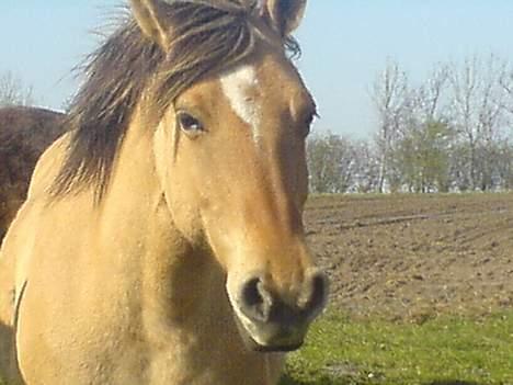 Anden særlig race Musse R.I.P:'( - taget d 15 April billede 9