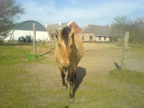 Anden særlig race Musse R.I.P:'( - her kommer musse så gående. hun er bare den bedste dressur hest i hele verden og kærlig er hun osse.. billede 10