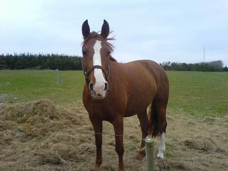 Anden særlig race Enggårdens Linea billede 1