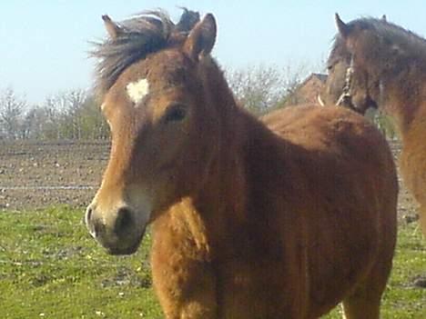 Anden særlig race Charlie FUNDET:) - nyt billede af Charlie taget d 15 April. billede 8