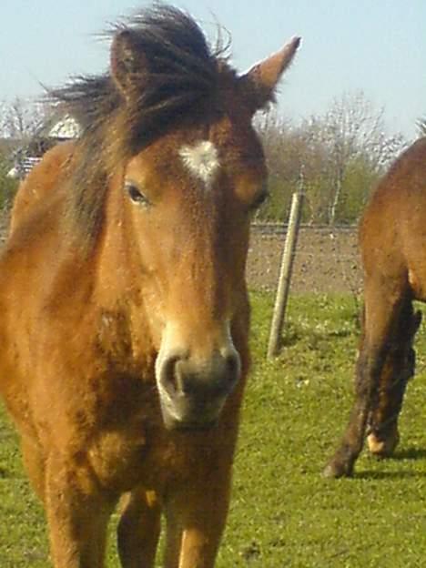 Anden særlig race Charlie FUNDET:) - nyt billede af Charlie taget d 15 April. billede 9