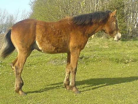 Anden særlig race Charlie FUNDET:) - nyt billede af Charlie taget d 15 April. billede 10