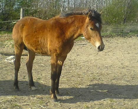 Anden særlig race Charlie FUNDET:) - nyt billede af Charlie taget d 15 April. billede 11