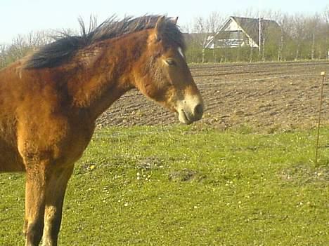Anden særlig race Charlie FUNDET:) - nyt billede af Charlie taget d 15 April. billede 12