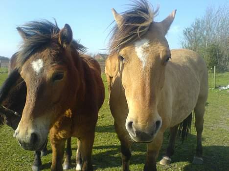 Anden særlig race Charlie FUNDET:) - Charlie og Musse billede 13