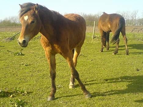 Anden særlig race Charlie FUNDET:) - nyt billede af Charlie taget d 15 April. billede 14
