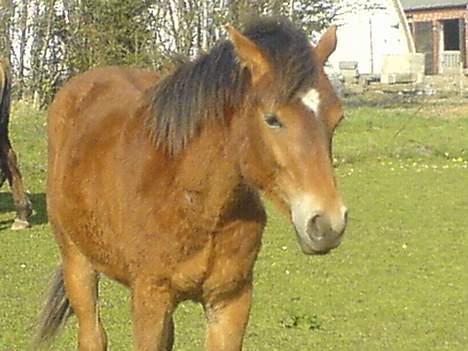 Anden særlig race Charlie FUNDET:) - nyt billede af Charlie taget d 15 April. billede 15