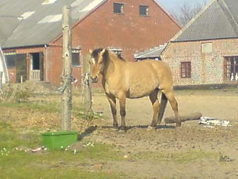 Anden særlig race Musse R.I.P:'( - Musse igen billede 12