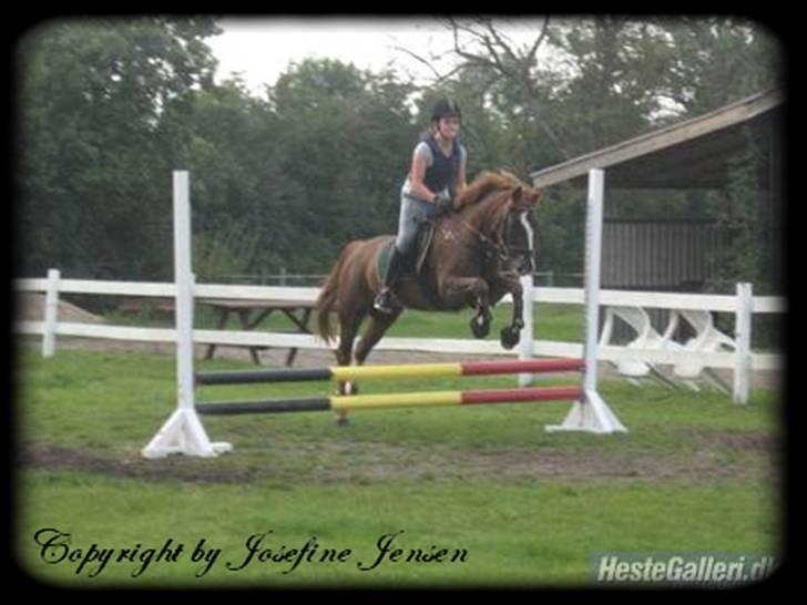 Anden særlig race Dixie † 27 jan. 2008 - - 1) Velkommen Til dixie´s Profil :D . Smid en bedømmelse / kommentar , så bliver jeg glad :D . billede 1