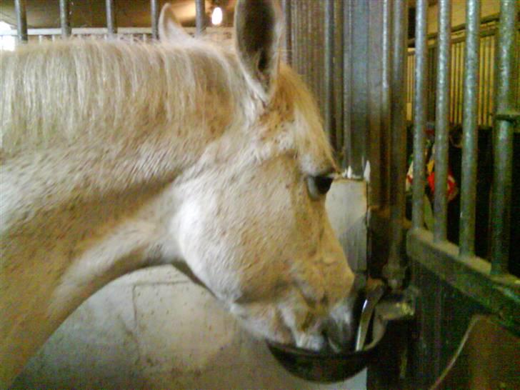 Anden særlig race Bella *SOLGT* - den skøre skattebasse er lidt tørstig billede 1