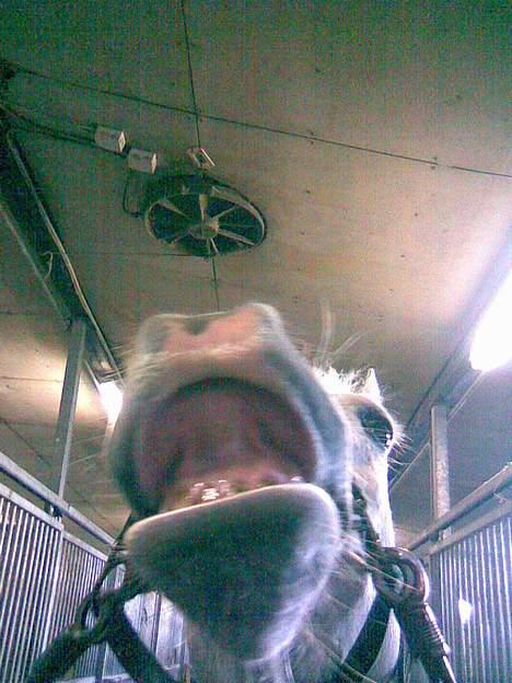 Anden særlig race Bella *SOLGT* - mule!!! billede 3