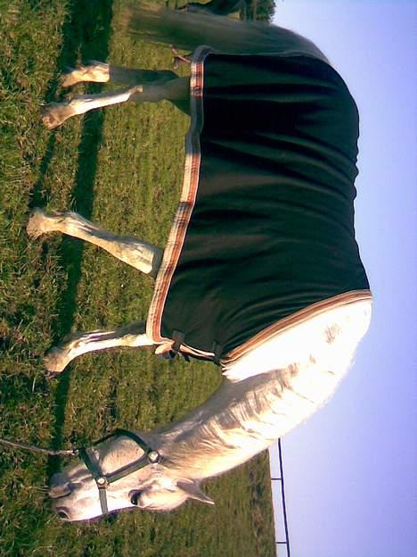 Anden særlig race Bella *SOLGT* - bella der græsser billede 5