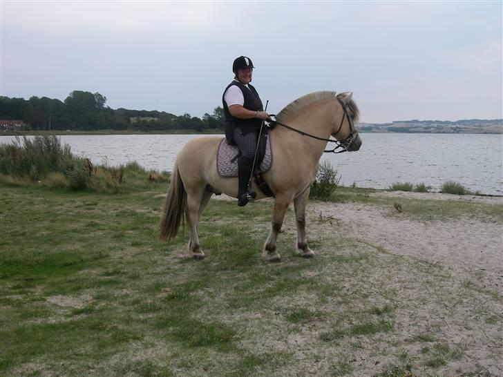 Fjordhest Cæsar Kaptain - Ridetur ved kalø vig....skøøøn tur  020809 billede 14